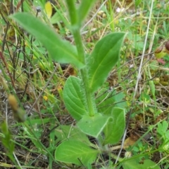 Echium plantagineum at Kambah, ACT - 17 Nov 2017