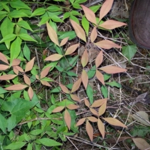 Nandina domestica at Hackett, ACT - 19 Nov 2017