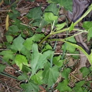 Rumex sagittatus at Hackett, ACT - 19 Nov 2017