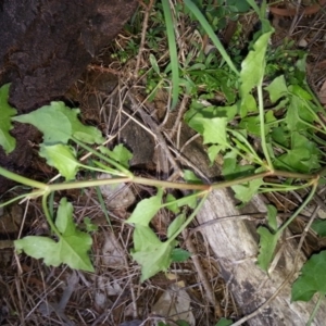 Rumex sagittatus at Hackett, ACT - 19 Nov 2017