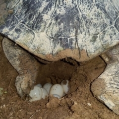 Chelodina longicollis (Eastern Long-necked Turtle) at Bywong, NSW - 18 Nov 2017 by Janelle