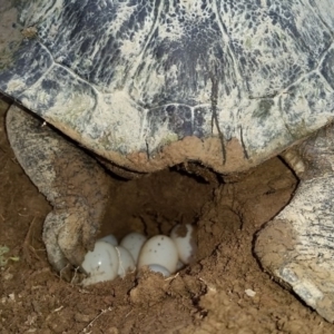 Chelodina longicollis at Bywong, NSW - 18 Nov 2017 08:06 AM