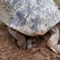 Chelodina longicollis at Bywong, NSW - 18 Nov 2017 08:06 AM