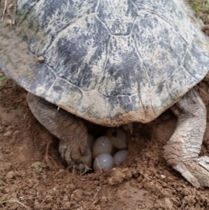 Chelodina longicollis at Bywong, NSW - 18 Nov 2017 08:06 AM