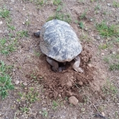 Chelodina longicollis at Bywong, NSW - 18 Nov 2017 08:06 AM