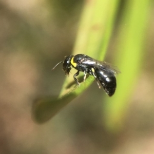 Hylaeus (Gnathoprosopis) amiculinus at Fyshwick, ACT - 19 Nov 2017