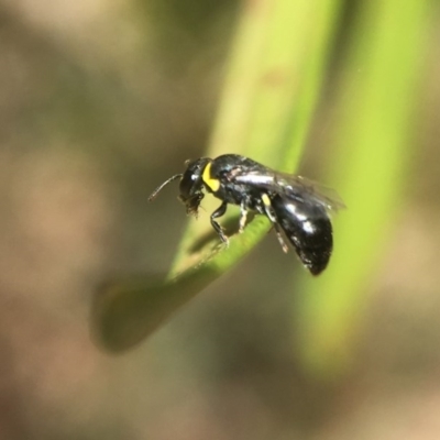 Hylaeus (Gnathoprosopis) amiculinus (Hylaeine colletid bee) at Jerrabomberra Wetlands - 19 Nov 2017 by PeterA