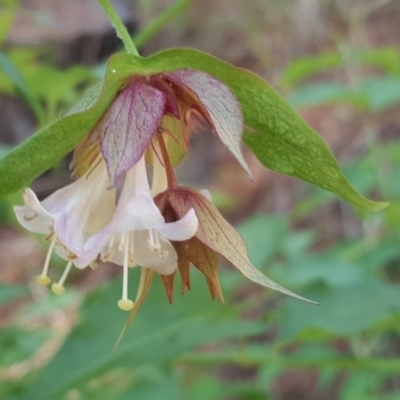 Leycesteria formosa (Himalayan Honeysuckle) at Isaacs Ridge and Nearby - 20 Nov 2017 by Mike