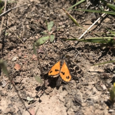 Synemon plana (Golden Sun Moth) at Forde, ACT - 20 Nov 2017 by JasonC