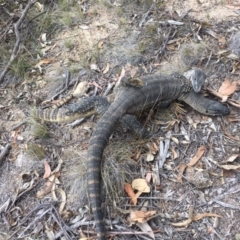 Varanus rosenbergi (Heath or Rosenberg's Monitor) at Rendezvous Creek, ACT - 15 Nov 2017 by MichaelMulvaney