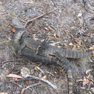 Varanus rosenbergi at Rendezvous Creek, ACT - 15 Nov 2017