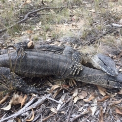 Varanus rosenbergi at Rendezvous Creek, ACT - suppressed