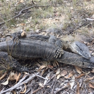 Varanus rosenbergi at Rendezvous Creek, ACT - suppressed