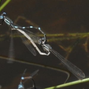 Austrolestes leda at Paddys River, ACT - 20 Nov 2017