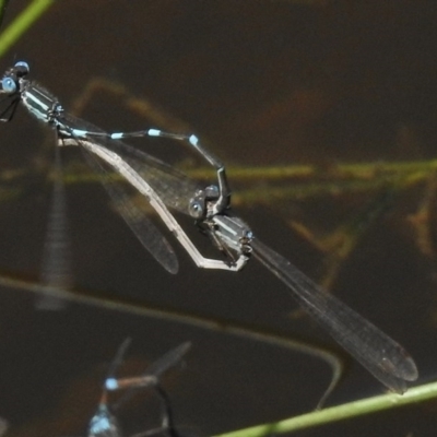 Austrolestes leda (Wandering Ringtail) at Paddys River, ACT - 20 Nov 2017 by JohnBundock