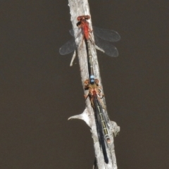 Xanthagrion erythroneurum (Red & Blue Damsel) at Paddys River, ACT - 20 Nov 2017 by JohnBundock