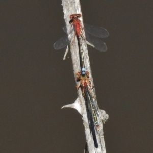 Xanthagrion erythroneurum at Paddys River, ACT - 20 Nov 2017 01:17 PM