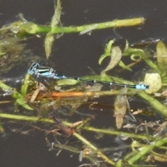 Austroagrion watsoni (Eastern Billabongfly) at Tidbinbilla Nature Reserve - 20 Nov 2017 by JohnBundock