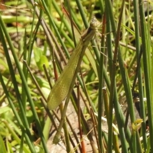 Austrolestes sp. (genus) at Paddys River, ACT - 20 Nov 2017 12:48 PM