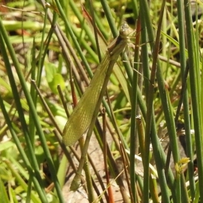 Austrolestes sp. (genus) (Ringtail damselfy) at Tidbinbilla Nature Reserve - 20 Nov 2017 by JohnBundock