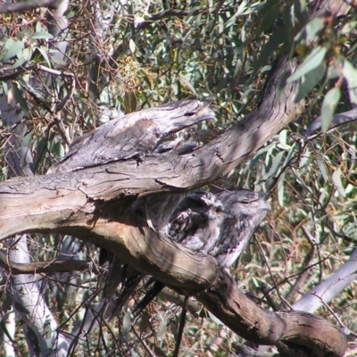 Podargus strigoides (Tawny Frogmouth) at Forde, ACT - 18 Nov 2017 by MatthewFrawley