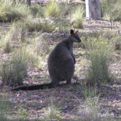 Wallabia bicolor (Swamp Wallaby) at Gungahlin, ACT - 18 Nov 2017 by MatthewFrawley