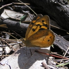 Heteronympha merope (Common Brown Butterfly) at Gungahlin, ACT - 19 Nov 2017 by MatthewFrawley