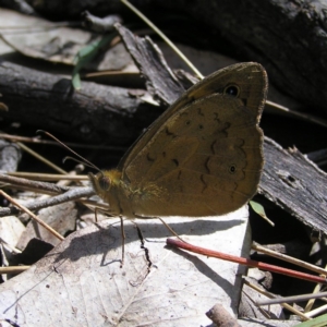 Heteronympha merope at Gungahlin, ACT - 19 Nov 2017