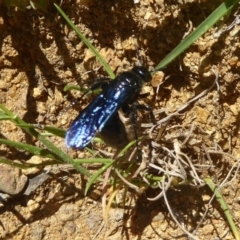 Austroscolia soror (Blue Flower Wasp) at Majura, ACT - 20 Nov 2017 by Christine