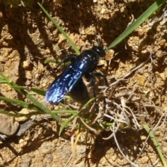 Austroscolia soror (Blue Flower Wasp) at Mount Ainslie - 19 Nov 2017 by Christine