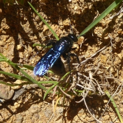 Austroscolia soror (Blue Flower Wasp) at Mount Ainslie - 19 Nov 2017 by Christine