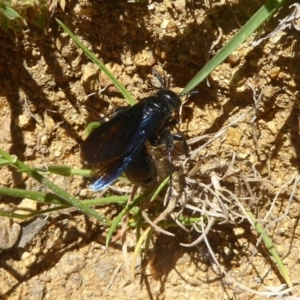 Austroscolia soror at Majura, ACT - 20 Nov 2017