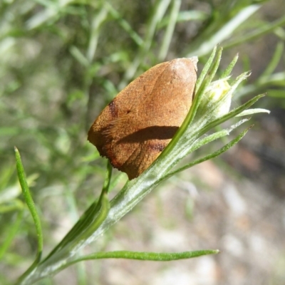 Tortricopsis uncinella (A concealer moth) at Mount Ainslie - 19 Nov 2017 by Christine