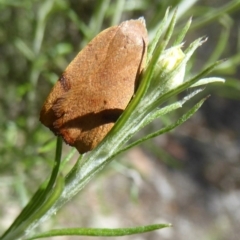 Tortricopsis uncinella at Majura, ACT - 20 Nov 2017