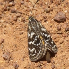 Synemon plana (Golden Sun Moth) at Majura, ACT - 20 Nov 2017 by Christine