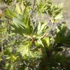 Styphelia triflora (Five-corners) at Tralee, NSW - 10 Nov 2017 by MichaelMulvaney