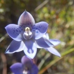 Thelymitra simulata (Graceful Sun-orchid) at Tralee, ACT - 10 Nov 2017 by MichaelMulvaney
