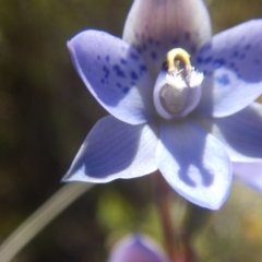 Thelymitra simulata at Tralee, ACT - 10 Nov 2017