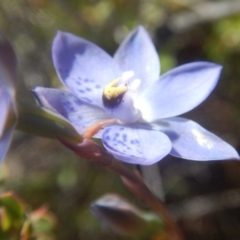 Thelymitra simulata at Tralee, ACT - 10 Nov 2017