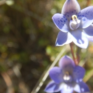 Thelymitra simulata at Tralee, ACT - 10 Nov 2017