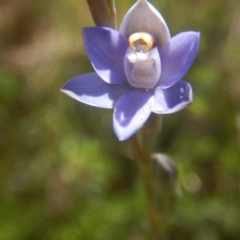 Thelymitra pauciflora (Slender Sun Orchid) at Tralee, ACT - 10 Nov 2017 by MichaelMulvaney