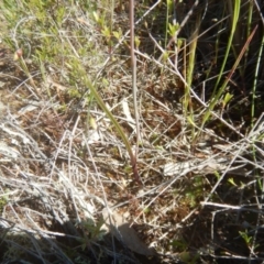 Thelymitra pauciflora at Tralee, ACT - 10 Nov 2017