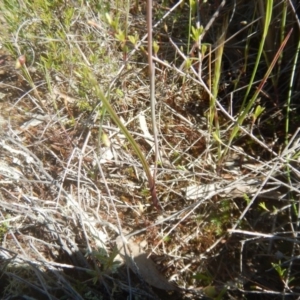 Thelymitra pauciflora at Tralee, ACT - 10 Nov 2017