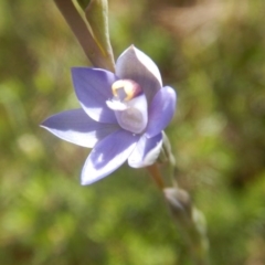 Thelymitra pauciflora at Tralee, ACT - 10 Nov 2017