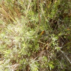 Thelymitra pauciflora at Tralee, ACT - 10 Nov 2017