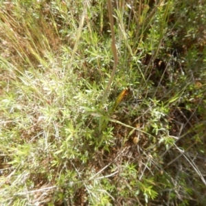 Thelymitra pauciflora at Tralee, ACT - 10 Nov 2017