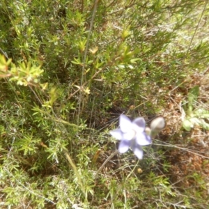 Thelymitra pauciflora at Tralee, ACT - 10 Nov 2017