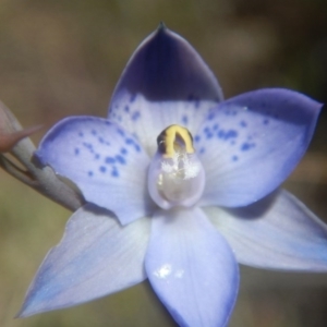 Thelymitra simulata at Environa, NSW - 10 Nov 2017