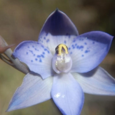 Thelymitra simulata (Graceful Sun-orchid) at Environa, NSW - 10 Nov 2017 by MichaelMulvaney