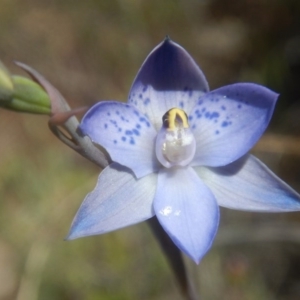 Thelymitra simulata at Environa, NSW - suppressed